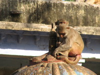 041221152638_two_bundi_monkeys