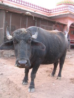 041222170454_indian_bull_cow_at_ganesha_temple_of_rathamhbore