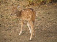 041223162306_baby_spotted_deer_at_ranthambhore