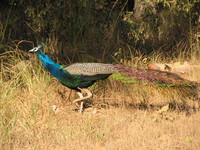 041230090304_peacock_at_kanha