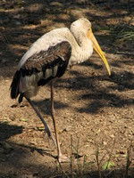 050106123658_sarus_crane