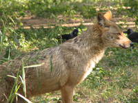 050106132430_indian_jackal