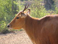 050106134208_banteng_cattle
