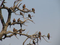 050106140822_tree_of_hawks