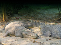 050106142636_marsh_crocodiles