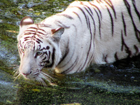 050106151928_roayl_bengal_tiger