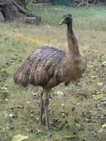 050106152952_emu