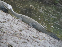 050106155720_gharials