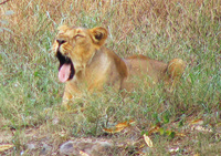 050106162046_asian_lion_yawning