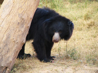 050106163218_sloth_bear