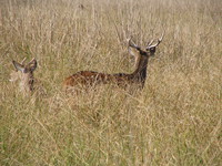 041202203800_spotted_deer_spotted_a_tiger