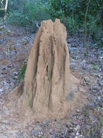 041203021946_termite_mound