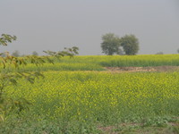 041222124312_mustard_field