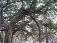 041223094936_ancient_tree_at_ranthambhore