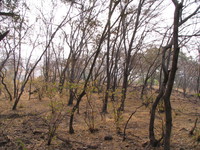 041223095302_jungle_of_ranthambhore