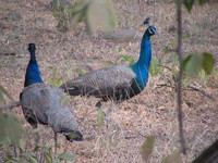 041223143422_peacocks_at_ranthambhore