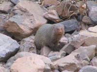 041223154218_ruddy_mongoose