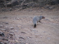 041223154300_ruddy_mongoose