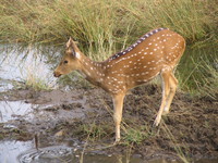 041223155936_female_spotted_deer_at_ranthambhore