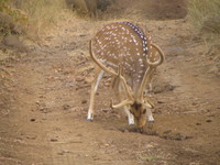 041223160218_digging_spotted_deer