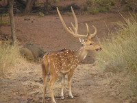 041223160320_deer_posing