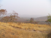 041223161206_ranthambhore_jungle