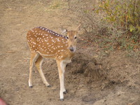 041223162224_spotted_deer
