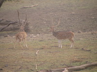 041223163308_two_fighting_deers