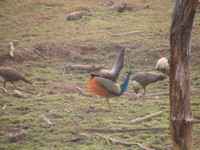 041223163312_peacock_opening_his_tail