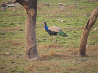 041223164306_peacock_at_ranthambhore