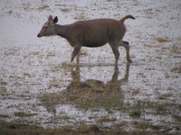 041223165548_sambar_deer_crossing_river