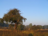 041229072746_safari_jungle