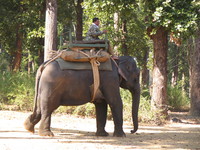 041229111002_elephant_rider