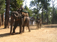 041229111110_two_elephants