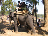 041229111704_elephants_and_kids