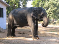 041229112050_chained_elephant