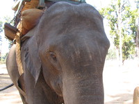 041229112144_asian_elephant