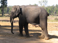 041229112342_asian_elephant