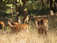 041229122126_spotted_deers