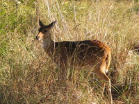 041230085218_spotted_deer