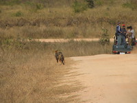 041230103724_jackal_at_kanha