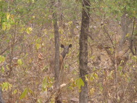 050101080700_female_sambar_deer