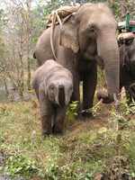 050101095048_baby_elephant