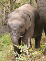 050101095130_baby_elephant