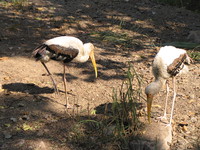 050106123606_sarus_crane