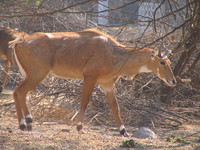 050106124354_nilgai