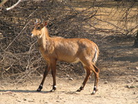 050106124528_male_nilgai