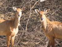 050106124554_indian_antelope_couple