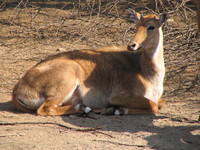 050106124634_male_nilgai