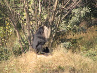 050106130406_lion_tailed_macaque